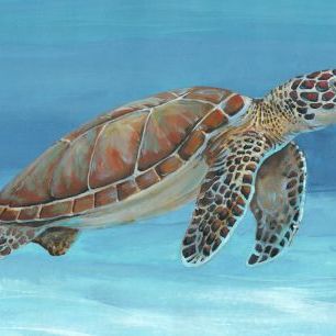 輸入壁紙 カスタム壁紙 PHOTOWALL / Ocean Sea Turtle (e320213)