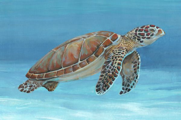 輸入壁紙 カスタム壁紙 PHOTOWALL / Ocean Sea Turtle (e320213)