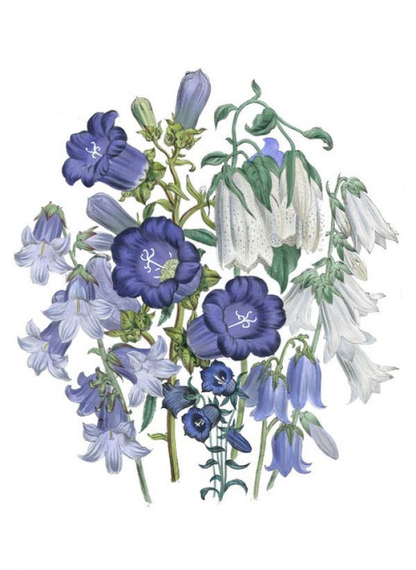 輸入壁紙 カスタム壁紙 PHOTOWALL / Loudon Florals (e320216)