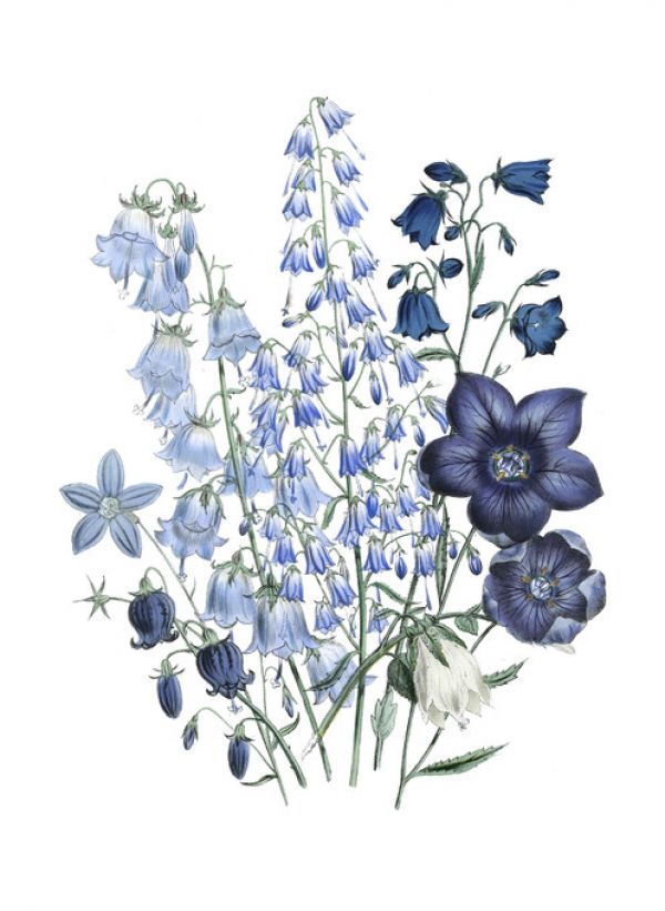 輸入壁紙 カスタム壁紙 PHOTOWALL / Loudon Florals III (e320218)