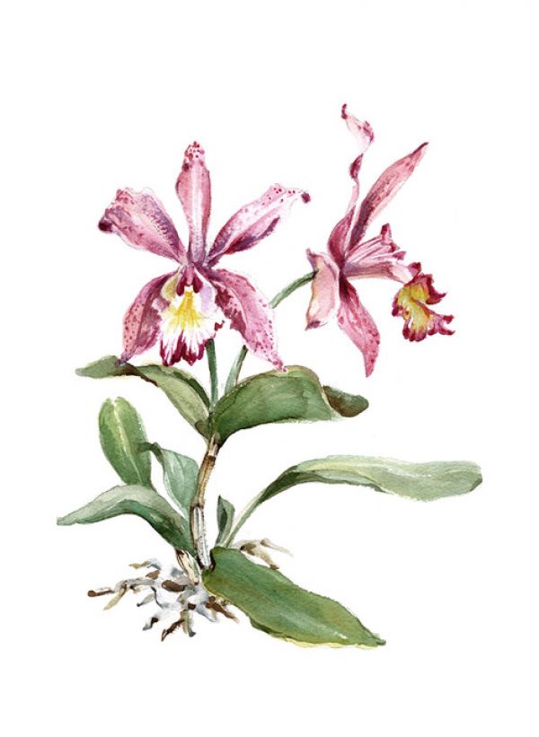 輸入壁紙 カスタム壁紙 PHOTOWALL / Pink Cattleya Orchid (e320222)