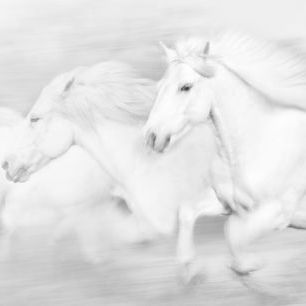 輸入壁紙 カスタム壁紙 PHOTOWALL / All the White Horses (e320229)