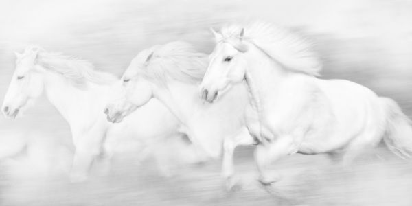 輸入壁紙 カスタム壁紙 PHOTOWALL / All the White Horses (e320229)