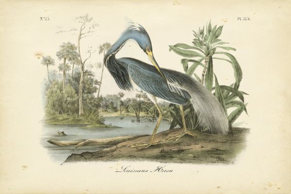 輸入壁紙 カスタム壁紙 PHOTOWALL / Audubons Louisanna Heron (e320231)
