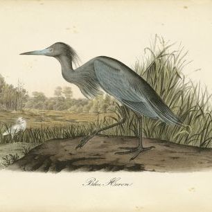 輸入壁紙 カスタム壁紙 PHOTOWALL / Audubons Blue Heron (e320232)