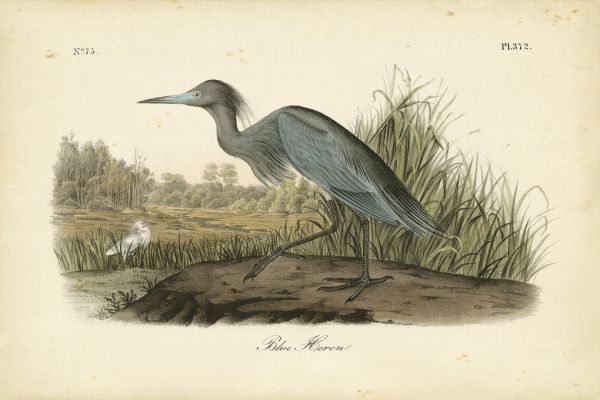 輸入壁紙 カスタム壁紙 PHOTOWALL / Audubons Blue Heron (e320232)