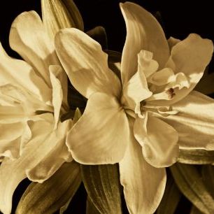 輸入壁紙 カスタム壁紙 PHOTOWALL / Yvoire Flower (e320236)