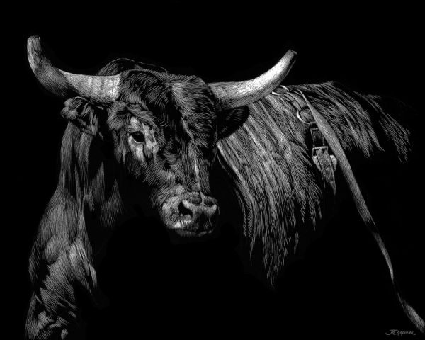 輸入壁紙 カスタム壁紙 PHOTOWALL / Brindle Rodeo Bull (e320238)