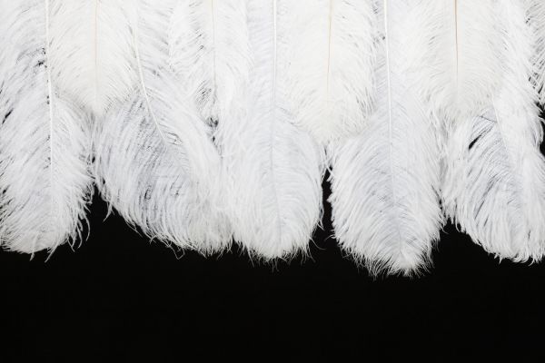 輸入壁紙 カスタム壁紙 PHOTOWALL / Hanging Feathers - Black (e321263)