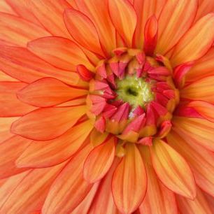 輸入壁紙 カスタム壁紙 PHOTOWALL / Orange Dahlia Flower (e321609)