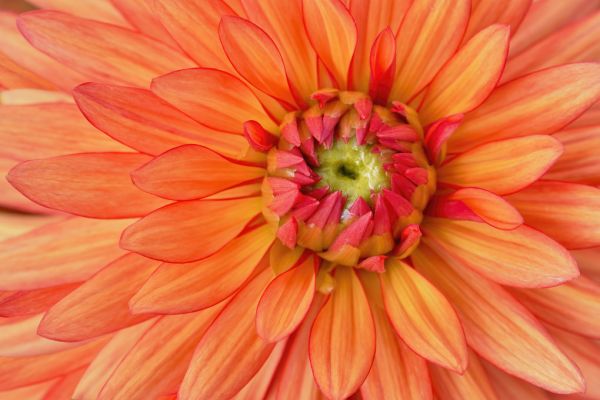 輸入壁紙 カスタム壁紙 PHOTOWALL / Orange Dahlia Flower (e321609)