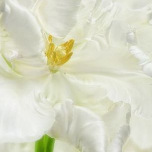 輸入壁紙 カスタム壁紙 PHOTOWALL / White Parrot Tulip (e321617)
