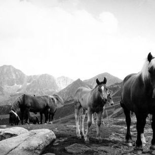 輸入壁紙 カスタム壁紙 PHOTOWALL / Wild Horses in the Mountains (e320650)