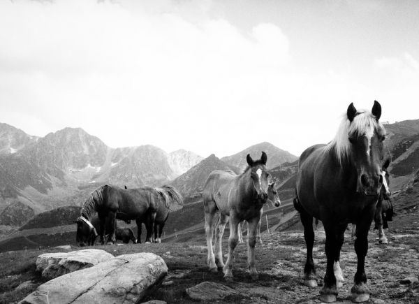 輸入壁紙 カスタム壁紙 PHOTOWALL / Wild Horses in the Mountains (e320650)