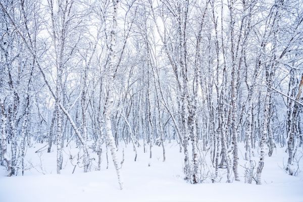輸入壁紙 カスタム壁紙 PHOTOWALL / Birches in the Snow (e320653)