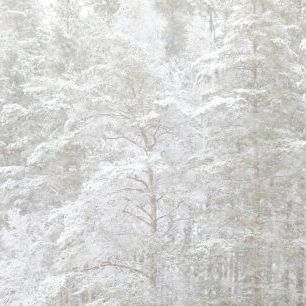 輸入壁紙 カスタム壁紙 PHOTOWALL / Meditative Winter Trees (e320658)