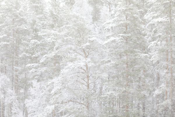 輸入壁紙 カスタム壁紙 PHOTOWALL / Meditative Winter Trees (e320658)