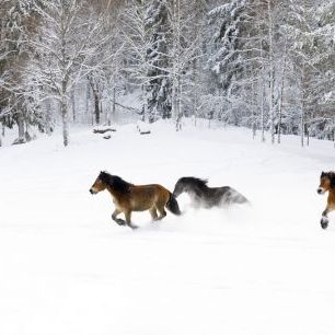 輸入壁紙 カスタム壁紙 PHOTOWALL / Happy Horses Galloping in the Snow (e320660)