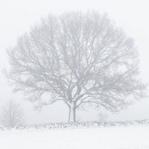 輸入壁紙 カスタム壁紙 PHOTOWALL / Majestic Tree in the Snow (e320661)