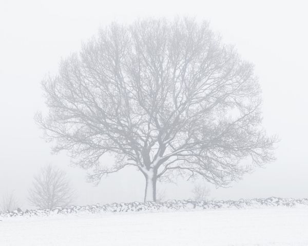 輸入壁紙 カスタム壁紙 PHOTOWALL / Majestic Tree in the Snow (e320661)