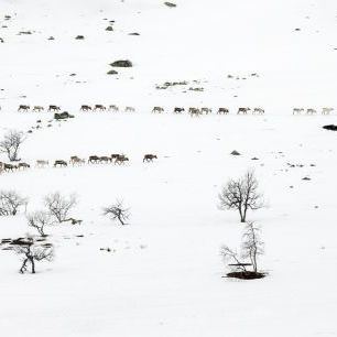 輸入壁紙 カスタム壁紙 PHOTOWALL / Reindeers Strolling in the Snow (e320662)