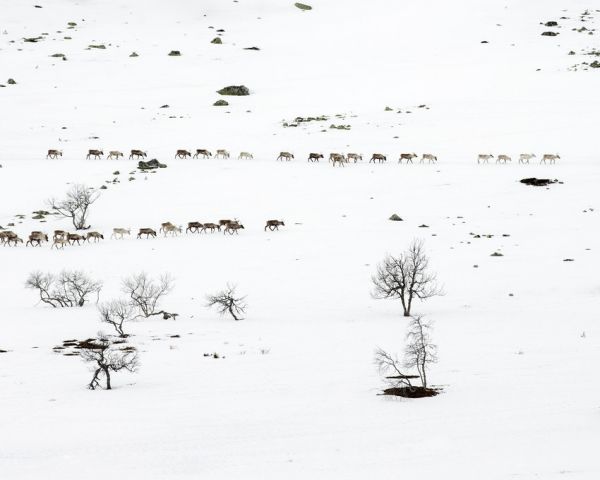輸入壁紙 カスタム壁紙 PHOTOWALL / Reindeers Strolling in the Snow (e320662)