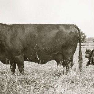 輸入壁紙 カスタム壁紙 PHOTOWALL / Cow and Baby (e319053)