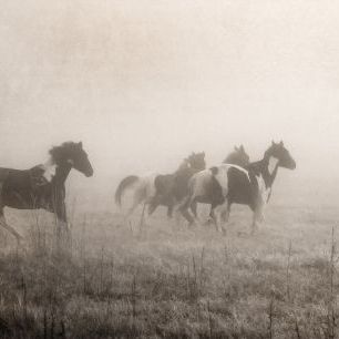 輸入壁紙 カスタム壁紙 PHOTOWALL / Paint Horses on the Run (e320640)