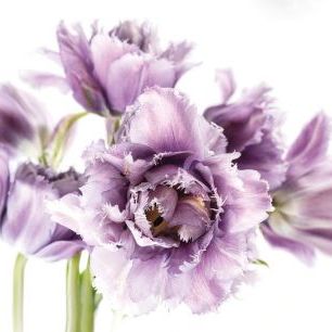 輸入壁紙 カスタム壁紙 PHOTOWALL / Purple Fringed Tulips (e319103)