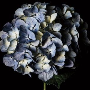 輸入壁紙 カスタム壁紙 PHOTOWALL / Pale Blue Hydrangea (e319107)