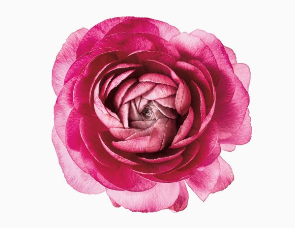 輸入壁紙 カスタム壁紙 PHOTOWALL / Pink Ranunculus (e319108)