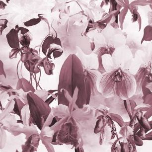 輸入壁紙 カスタム壁紙 PHOTOWALL / Orchid Harmony - Violet (e323280)