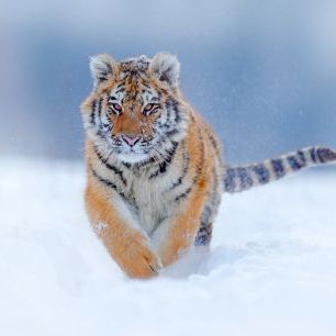 輸入壁紙 カスタム壁紙 PHOTOWALL / Tiger Running in Snow (e324522)