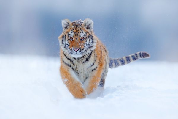 輸入壁紙 カスタム壁紙 PHOTOWALL / Tiger Running in Snow (e324522)