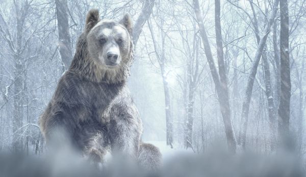 輸入壁紙 カスタム壁紙 PHOTOWALL / Brown Bear in a Forest Mountain (e324525)