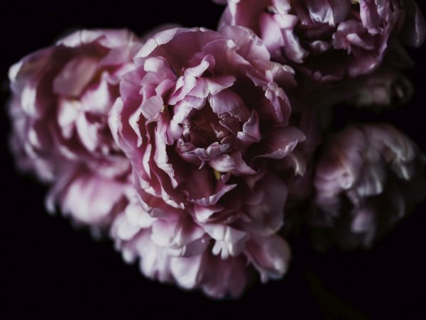 輸入壁紙 カスタム壁紙 PHOTOWALL / Pink Double Tulips (e319175)