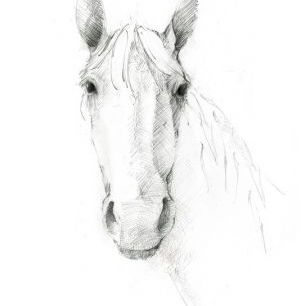 輸入壁紙 カスタム壁紙 PHOTOWALL / Horse Sketch (e321629)