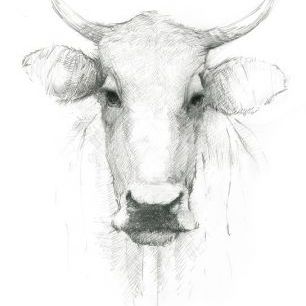 輸入壁紙 カスタム壁紙 PHOTOWALL / Cow Sketch (e321630)