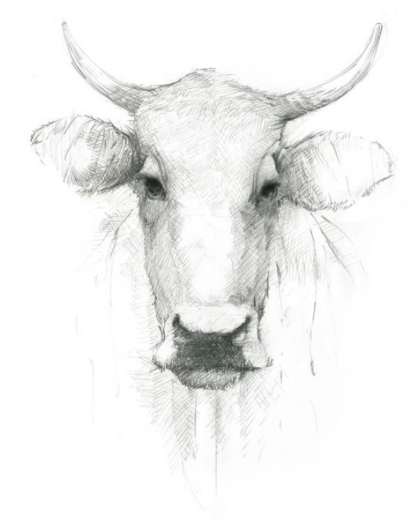 輸入壁紙 カスタム壁紙 PHOTOWALL / Cow Sketch (e321630)