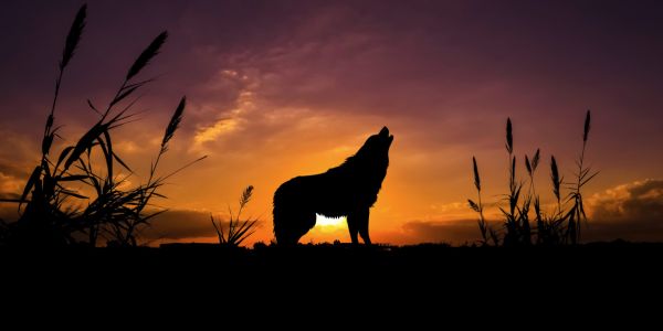 輸入壁紙 カスタム壁紙 PHOTOWALL / Wolf Sunset (e321513)