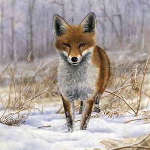 輸入壁紙 カスタム壁紙 PHOTOWALL / Red Fox (e321540)