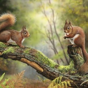 輸入壁紙 カスタム壁紙 PHOTOWALL / Red Squirrels (e321541)