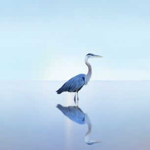 輸入壁紙 カスタム壁紙 PHOTOWALL / Beachscape Heron (e321324)