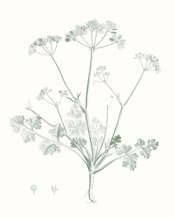 輸入壁紙 カスタム壁紙 PHOTOWALL / Botanical Study in Sage (e321370)