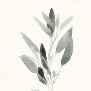 輸入壁紙 カスタム壁紙 PHOTOWALL / Delicate Sage Botanical II (e321391)