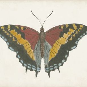 輸入壁紙 カスタム壁紙 PHOTOWALL / Beautiful Butterfly II (e321402)