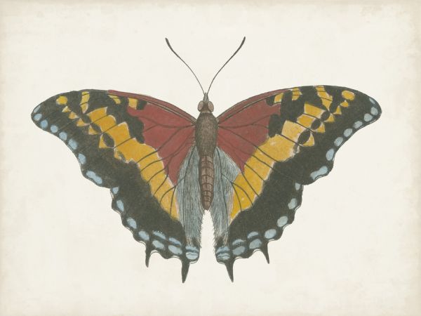 輸入壁紙 カスタム壁紙 PHOTOWALL / Beautiful Butterfly II (e321402)