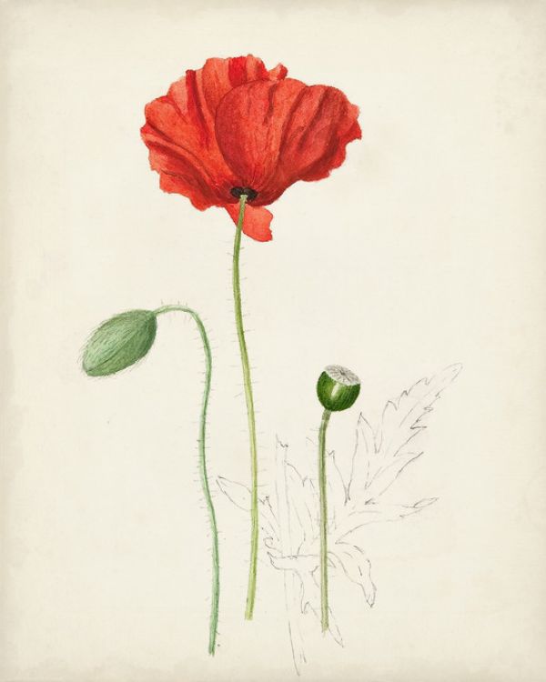 輸入壁紙 カスタム壁紙 PHOTOWALL / Watercolor Botanical Sketches (e321408)