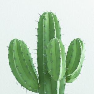 輸入壁紙 カスタム壁紙 PHOTOWALL / Fluro Green Cactus (e323396)