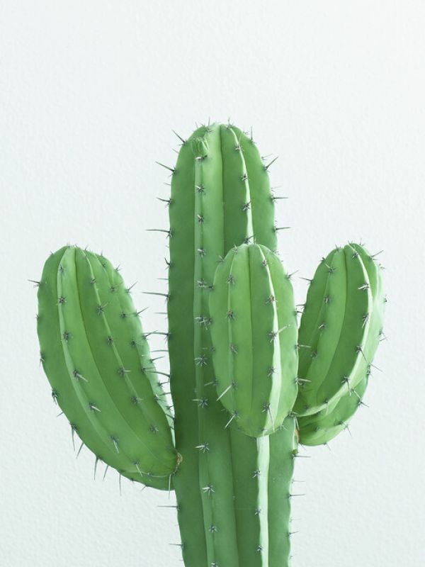 輸入壁紙 カスタム壁紙 PHOTOWALL / Fluro Green Cactus (e323396)